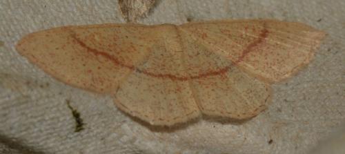 Réf. 195 241 : Cyclophora sp.